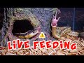 Snake Eats Five Pinkies Mice WARNING LIVE FEED