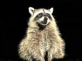 Happy Birthday to You - Rosco the Racoon 
