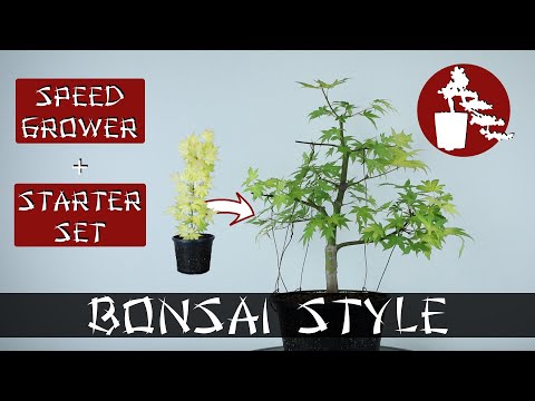 In Sekunden zum Bonsai: Speed Grower + Starter Set | Acer palm. 'Orange Dream' | #022 Bonsai Style