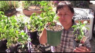 How to Prevent Transplant Shock So You Don't Lose Your Plants like Mike