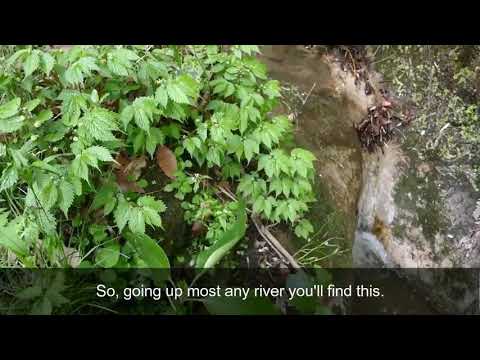 Wildedible Mizunaみずな and wasabiわさび　ForagerJapan Hikes and Cooking