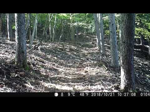 Japanese wolf howl recording (use headphones)