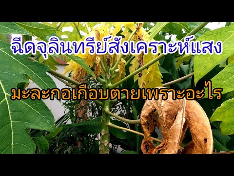 ฉีดจุลินทรีย์สังเคราะห์แสงมะละกอเกือบตายเพราะอะไร