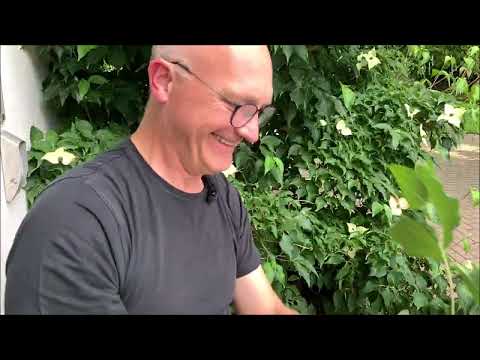 Sträucher Richtig Schneiden: Profi-Tipps am Blumenhartriegel