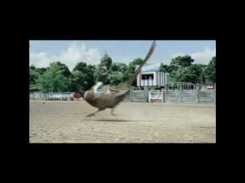 Funny video commercials - Drench Pheasant Rodeo Ad Official