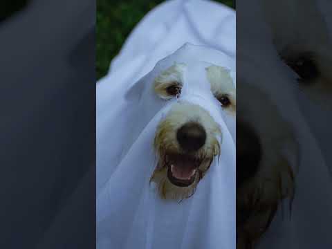 "Ghost Observer: Real or Fake?