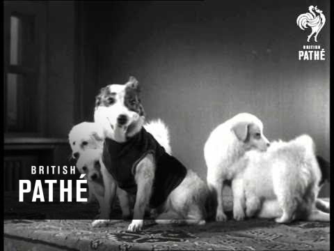 Russian Space Dogs Strelka And Belka (1961) | British Pathé