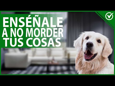 🐶 How to Teach Your Dog Not to Chew Your Things and Correct This Behavior 🐶