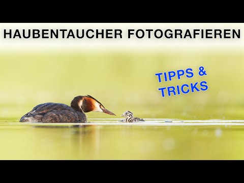 Haubentaucher fotografieren (+ Jungvögel) - Vogelfotografie Tutorial