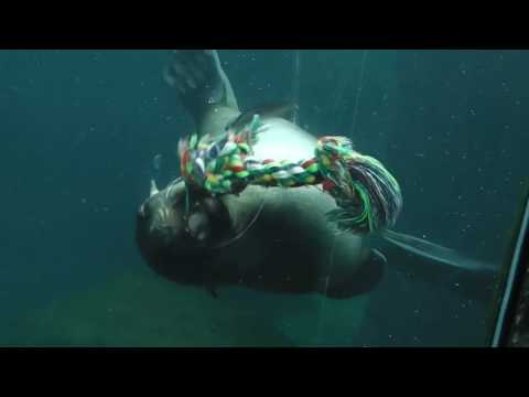 Eisbären Valeska und Lili   Robben   Zoo Bremerhaven