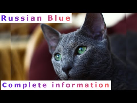 Russian Blue. Pros and Cons, Price, How to choose, Facts, Care, History