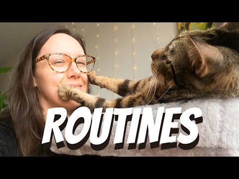This is why routines are crucial for cats