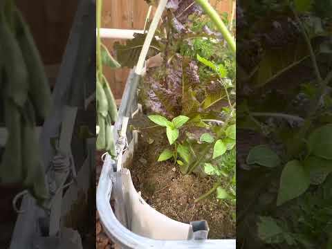 Sandponics - Fish powered jungle.