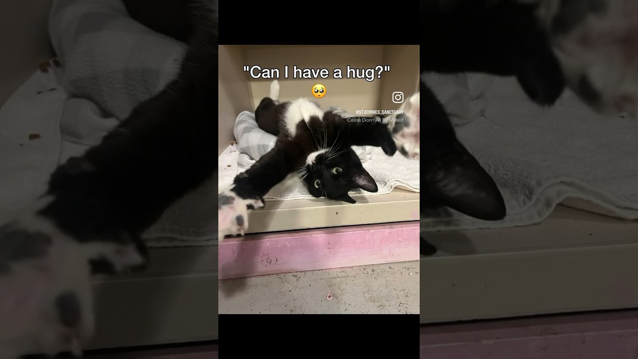 Sunny, a Adoptable mixed breed in Los Angeles, CA video 6/6
