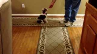 Basic Puppy Obedience Training at 8 Weeks