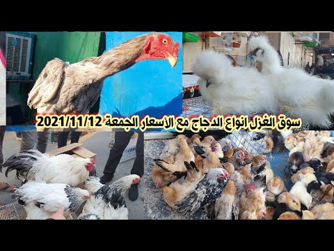 , title : 'سوق الغزل لبيع الحيوانات اسعار الدجاج الجمعة 2021/11/12'