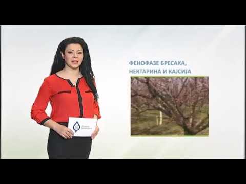 Zelena prognoza, 23.3.2017. - O stanju u zasadima kajsija, bresaka i nektarina na području vojvodine