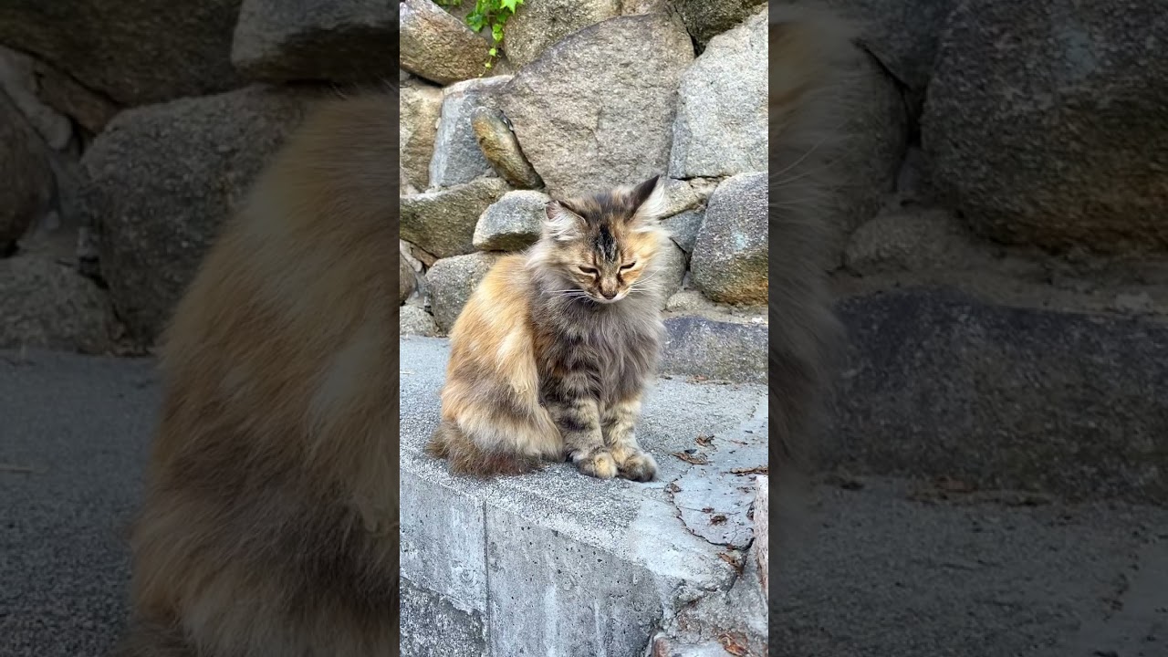 YouTube Short thumbnail