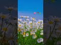 Dekho Pawan Bhi Lehra Rahi Hai Whatsapp Status Shorts