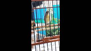 Download lagu lemon breasted mp3