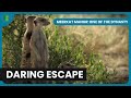 Brave Moves To Save Family Meerkat Manor Rise Of The Dynasty