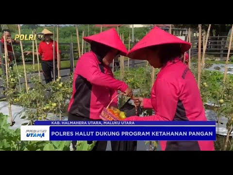 BHAYANGKARI POLRES HALUT PANEN SAYURAN SEGAR DARI PROGRAM P2L