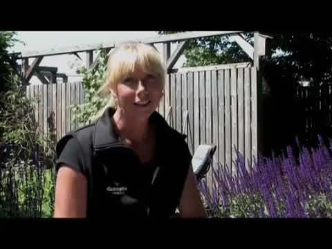 Plantera rosor på rätt sätt - Trädgårdsmästare Maria