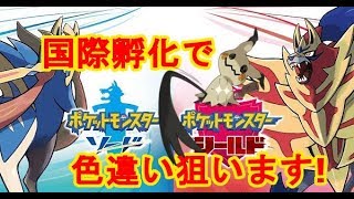 【ポケモン 剣盾】ミミッキュの色違いがどうしても欲しい男【ソード シールド】