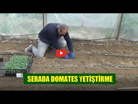 , title : 'Serada domates yetiştirme / Seraya domates dikimi / Serada domates üretimi / Sera domatesi'