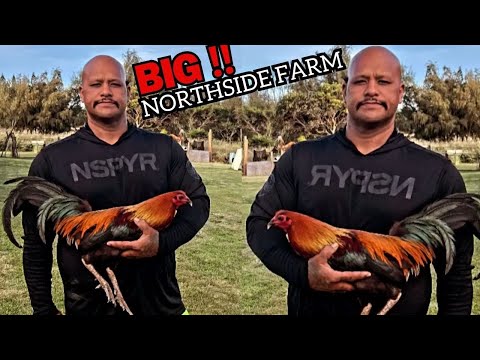 QUALITY BLACK - Big Farm in Hawaii NORTHSIDE FARM Beautiful Black Birds