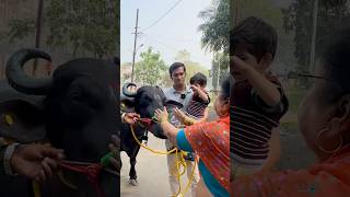 Today is a day to remember, we finally brought a new buffalo home! 🐃 Her name is ganga ❤️