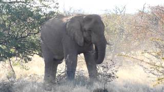 preview picture of video 'Namib desert elephant, June 2012'