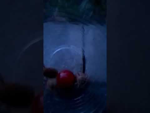 Жизнь жуков