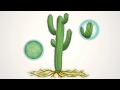 LeapFrog Learn Grow Videos Desert