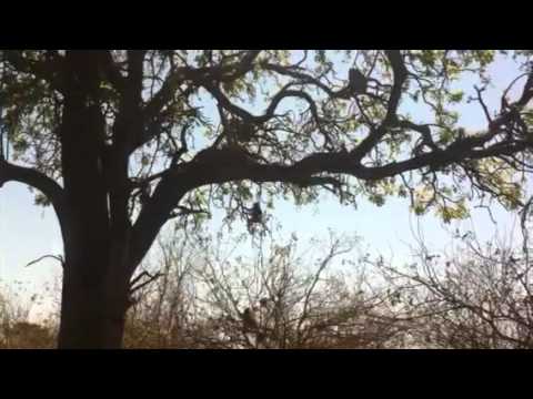Baboons in tree with leopard (part 1)