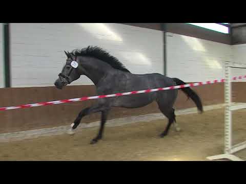 29. Mecklenburger Körtage - Kat.Nr. 46 Hengst v. Cascadello I