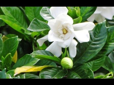 download lagu mp3 mp4 Kembang Ceplok Piring, download mp3 Kembang Ceplok Piring free download, download mp3 Kembang Ceplok Piring