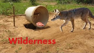 Amazing Quick Creative DIY Wild Dog Trap Using Bucket & Wood That Works 100% by Smart Boy