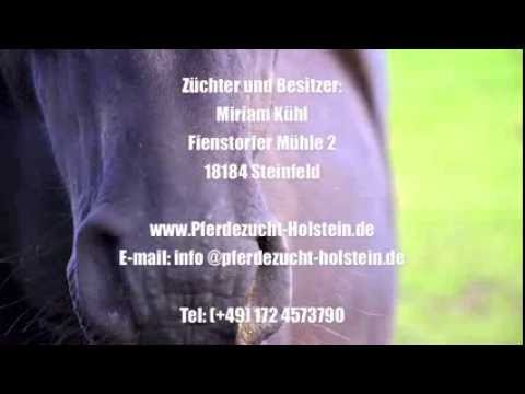 4j. Holsteiner Stute v. Quintero - Calato zu verkaufen/ for sale