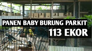 Download lagu Sukses beternak burung parkit mp3