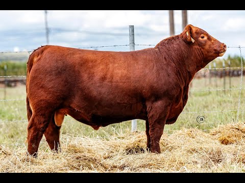 Red Angus Males from the 5th Annual Bonanza Sale.
