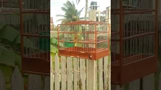 Download lagu Tikus merah rumput cokelat mp3