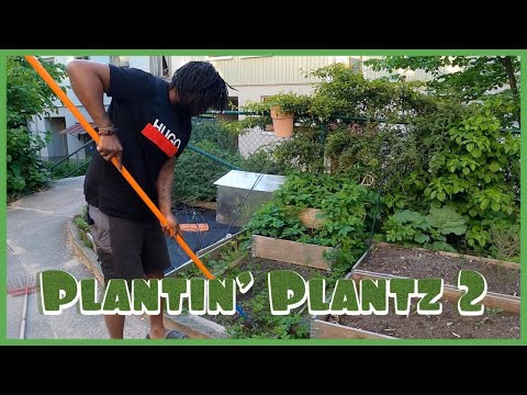 Plantin' Plantz 2