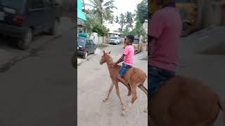 Download lagu Tamil pasanga 2 mp3