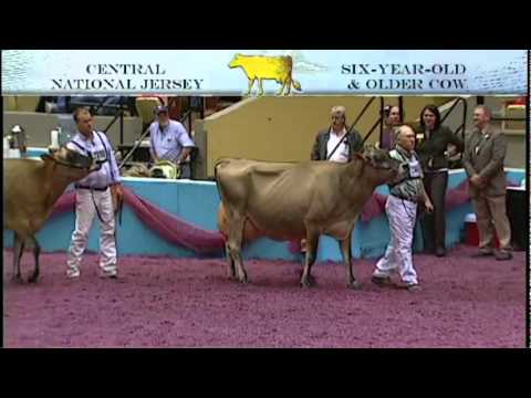 842 - Jersey - Six-Year-Old and Older Cow