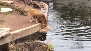 Stupid Lion falls into water FUNNY Löwe fällt ins Wasser