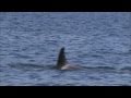 Sound Waves Listening To Orcas QUEST Northwest
