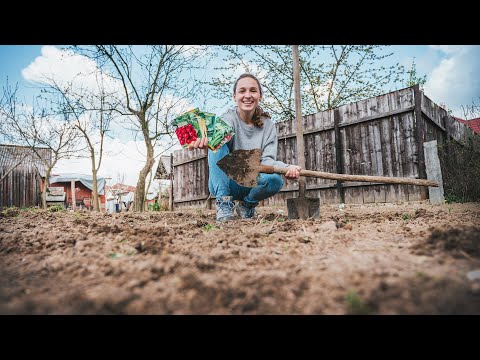 EN ESTO TRABAJAMOS EN UN PUEBLO DE RUMANÍA