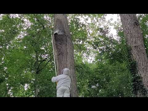 European Hornets Nest High in a Tree in Freehold, NJ
