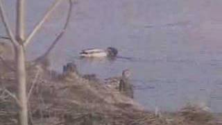 Aimee Mann - Lucy in the Sky with Diamonds